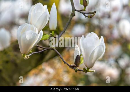 Blooming magnolia showing buds and white flowers in spring Stock Photo