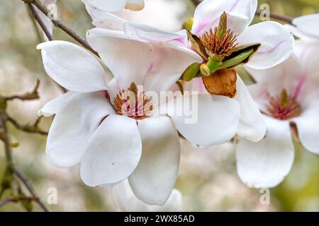 Blooming magnolia Daisy Diva showing white flowers and gynoecium in spring Stock Photo
