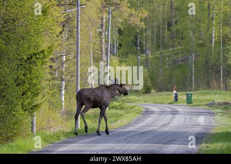 Moose / elk (Alces alces) young bull with small antlers covered in velvet, crossing forest road in spring, Sweden Stock Photo