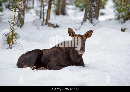 Moose / elk (Alces alces) young bull with small antlers resting in the snow in forest in winter, Sweden Stock Photo