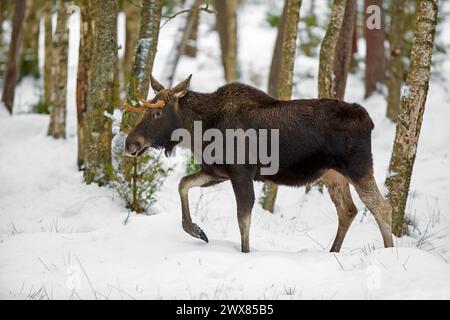 Moose / elk (Alces alces) young bull with small antlers foraging in forest in the snow in winter, Sweden Stock Photo
