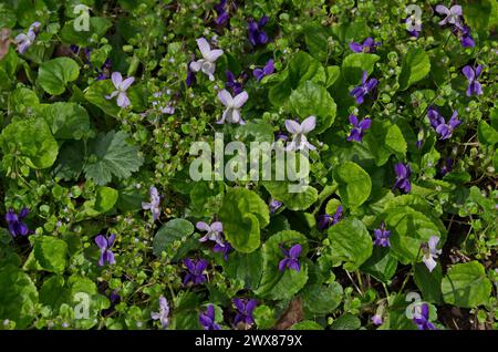 Pansy Violet, Heartsease or Viola odorata blooming in the garden, Sofia, Bulgaria Stock Photo
