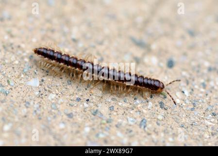 A closeup of a greenhouse millipede, Oxidus gracilis, on the paved trail at Carbon Canyon Regional Park in Brea, California. Stock Photo
