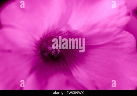 pink sorrel flower highlighted , hue red Stock Photo