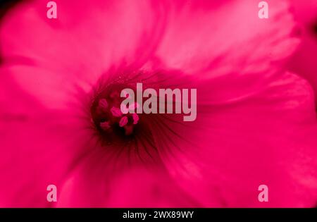 pink sorrel flower highlighted , hue red Stock Photo