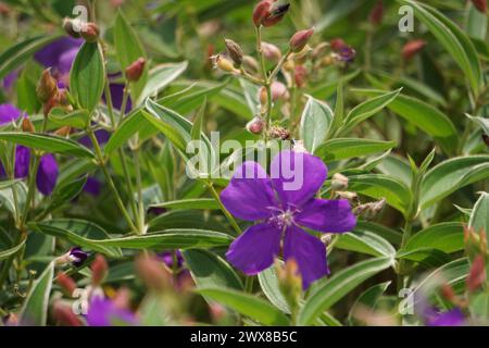 Tibouchina urvilleana (glory bush, lasiandra, princess flower, pleroma) in nature. It can be trained as a vine and grown on a trellis Stock Photo