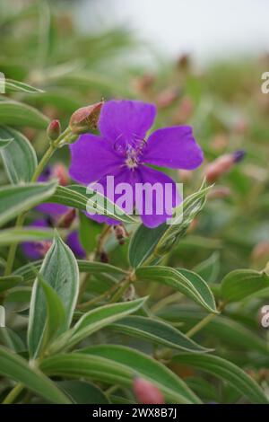 Tibouchina urvilleana (glory bush, lasiandra, princess flower, pleroma) in nature. It can be trained as a vine and grown on a trellis Stock Photo