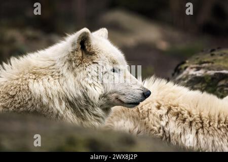 Two white wolves standing together in a forest Stock Photo