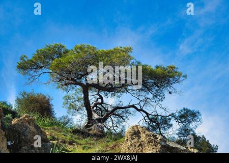 Gnarled old coniferous tree outlined against blue sky. Akamas Peninsula, Cyprus Stock Photo