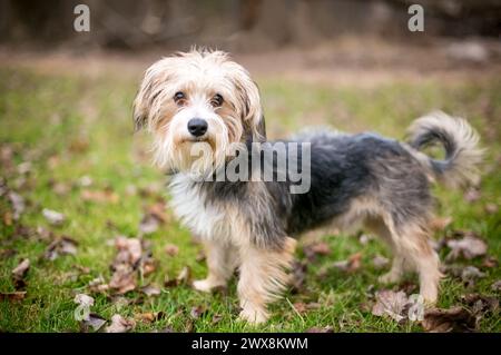 A Maltese x Yorkshire Terrier mixed breed dog, also known as a Morkie, standing outdoors Stock Photo