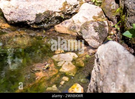 A male Green Frog (Lithobates clamitans) sitting in a shallow pond Stock Photo