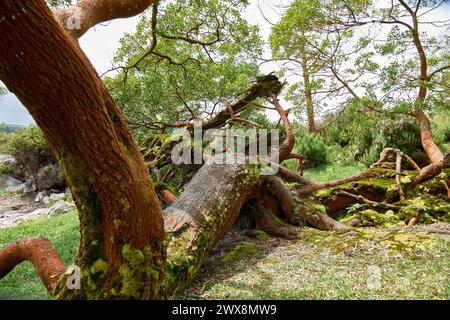 Fallen tree with moss and sulfur color from the fumoroles and boiling waters in the Furnas on the Island of San Miguel in the Azores Portugal Stock Photo