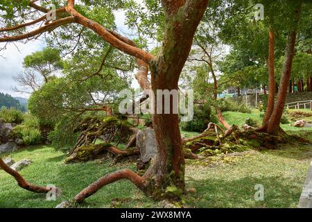 Fallen tree with moss and sulfur color from the fumoroles and boiling waters in the Furnas on the Island of San Miguel in the Azores Portugal Stock Photo