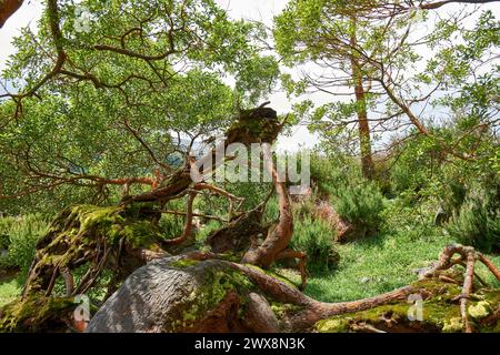 Fallen tree with moss and sulfur color from the fumoroles and boiling waters in the Furnas on the Island of San Miguel in the Azores Portugal Stock Photo