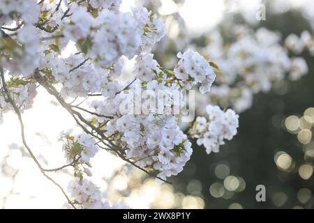 Spring flowers in Regents Park, at Easter 2024, despite the unsettled weather, in London, UK Stock Photo