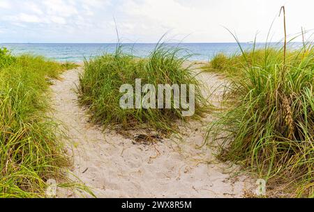 Sandy Path Over Grass Covered Sand Dunes Leading to Green Street Beach, Hollywood, Florida, USA Stock Photo