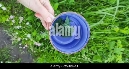 Fresh mint leaves in a tea cup. Stock Photo