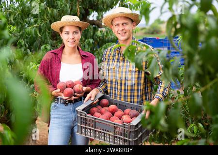 Man and woman posing with ripe peaches in hands in orchard Stock Photo