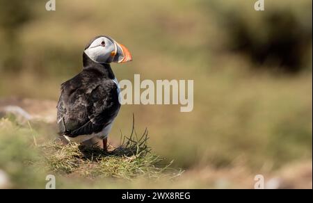 Close-Up of a Puffin Bird on Coastal Cliff Against Blue Sky A Colorful and Detailed Portrait of a Puffin with a Bright Orange Beak Stock Photo