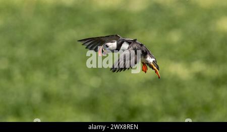 an arctic puffin flying back to the nest with fish Stock Photo