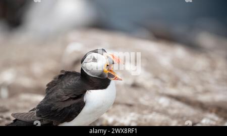 Close-Up of a Puffin Bird on Coastal Cliff Against Blue Sky A Colorful and Detailed Portrait of a Puffin with a Bright Orange Beak Stock Photo