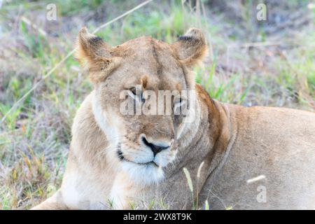 A close up view of a lion laying in the grass in South Africa. The lions majestic mane and intense gaze are prominent as it rests in its natural habit Stock Photo