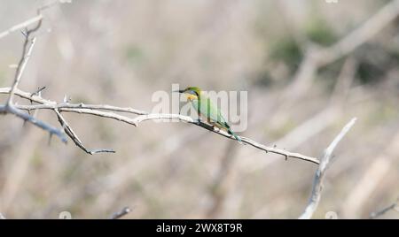 A small green and yellow bird, known as a Little Bee-eater, Merops pusillus, perched on a branch. In South Africa. Stock Photo