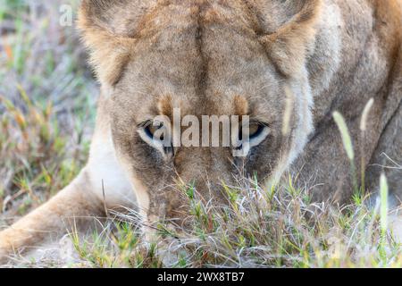 In the grass, a lion, Panthera leo, relaxes as it lays down. The lions eyes are alert. In South Africa. Stock Photo