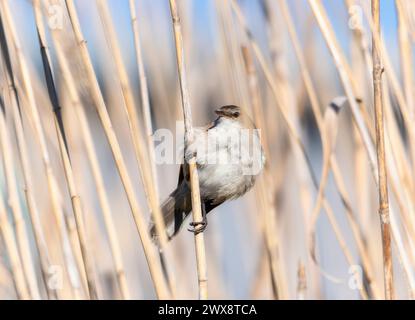 A lesser swamp warbler, scientifically known as Acrocephalus gracilirostris, perching on a tree branch. Stock Photo