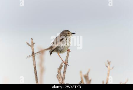 A Karoo Prinia bird, scientifically known as Prinia maculosa, is seen sitting on a dry tree branch in South Africa. The small bird blends in with the Stock Photo