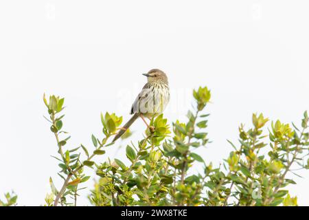 A Karoo Prinia bird, scientifically known as Prinia maculosa, is perched on top of a tree branch in South Africa. The small bird is calmly sitting and Stock Photo