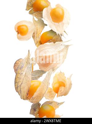 Ripe orange physalis fruits with calyx falling on white background Stock Photo