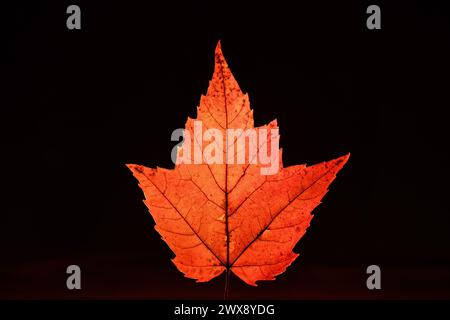 Maple leaf backlit on black background. Acer rubrum L. Stock Photo