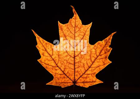 Maple leaf backlit on black background. Acer saccharum Marsh Stock Photo