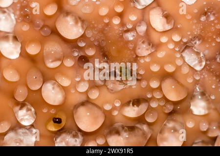 Abstract background with drops on the mushroom. Red belt conk fungus (Fomitopsis pinicola) - a weeping mushroom secreting drops of water. Macro view Stock Photo