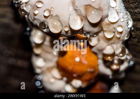 Abstract background with drops on the mushroom. Red belt conk fungus (Fomitopsis pinicola) - a weeping mushroom secreting drops of water. Macro view Stock Photo