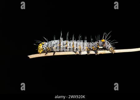 Eight-spotted forester caterpillar (Alypia octomaculata) on plant stem, night side view with copy space. Macro nature, pest control springtime concept. Stock Photo