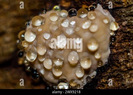 Red belt conk fungus (Fomitopsis pinicola) - a weeping mushroom secreting drops of water. Closeup view Stock Photo