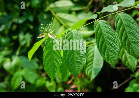 Rangoon creeper tree with it's leaves and inflorescences Stock Photo