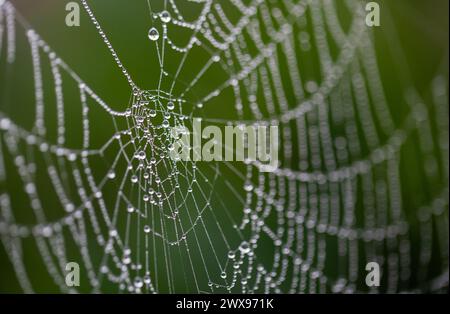 Water on a spider web Stock Photo