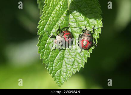 Blue Shieldbug Nymph, Zicrona caerulea, Pentatomidae, Hemiptera. Costa Rica.  Red and Black Shield Bug or Stink Bug. Stock Photo