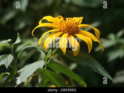 Tree Marigold, Mexican Tournesol, Mexican Sunflower, Japanese Sunflower or Nitobe Chrysanthemum, Tithonia diversifolia, Asteraceae. Costa Rica. Tithon Stock Photo
