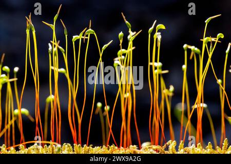 Close up of the sporophyte stage of moss plants - Pisgah National Forest, near Brevard, North Carolina, USA Stock Photo