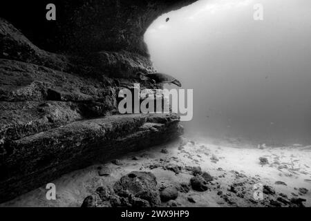 A Pacific green sea turtle enters an underwater cave entrance showing the shadowy, texture of the cave wall and sandy floor. In black and white. Stock Photo