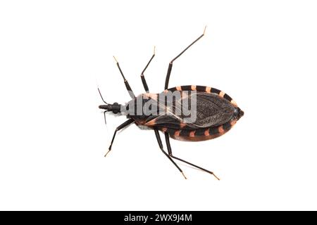 Eastern Bloodsucking Conenose Kissing Bug (Triatoma sanguisuga) on white background, Houston, TX. Dangerous biting insect that carries Chagas disease Stock Photo