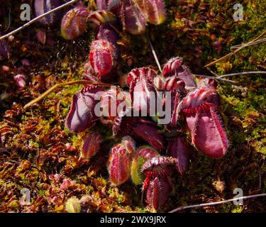Red Pitchers Of The Albany Pitcher Plant Cephalotus Follicularis With red-pitchers-of-the-albany-pitcher-plant-cephalotus-follicularis-with