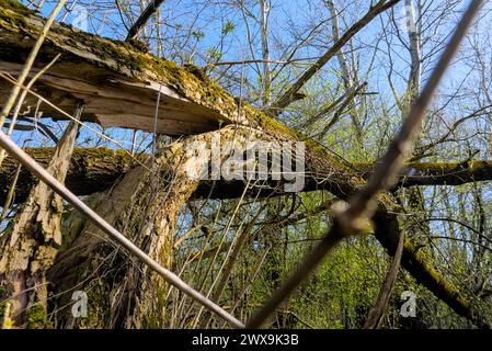 fallen tree after strong wind in the forest, horizontal shot Stock Photo