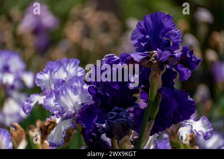 Dark purple bearded iris flower close up Stock Photo