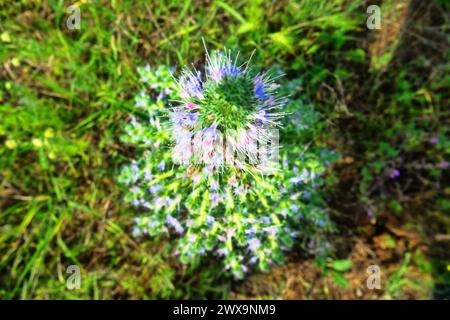 Bugloss, echium (Echium biebersteinii). Dry steppe with intensive grazing of cattle and sheep, but this plant is not eaten because it is highly poison Stock Photo