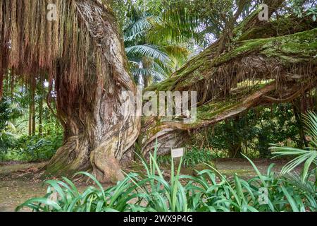 Twisted trunk of ancient Northern Rata tree (metrosideros robusta) in Terra Nostra Park and gardens with more than 2000 different trees on Sao Miguel Stock Photo